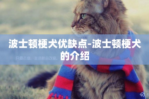 波士頓梗犬優缺點-波士頓梗犬的介紹