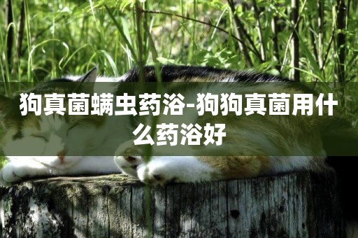 狗真菌螨蟲藥浴-狗狗真菌用什么藥浴好