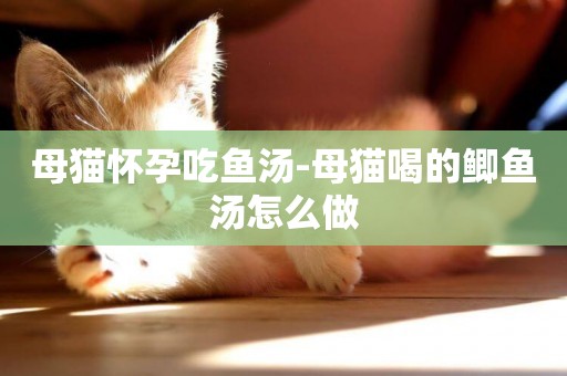 母貓懷孕吃魚湯-母貓喝的鯽魚湯怎么做