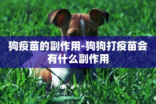 狗疫苗的副作用-狗狗打疫苗會有什么副作用