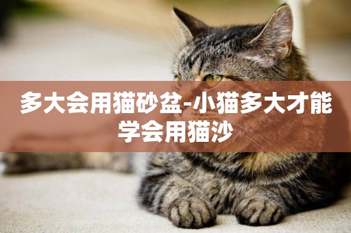 多大會用貓砂盆-小貓多大才能學會用貓沙