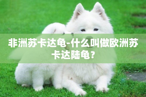 非洲蘇卡達龜-什么叫做歐洲蘇卡達陸龜？
