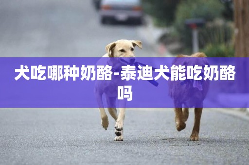 犬吃哪種奶酪-泰迪犬能吃奶酪嗎