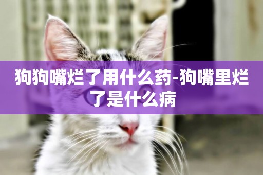 狗狗嘴爛了用什么藥-狗嘴里爛了是什么病