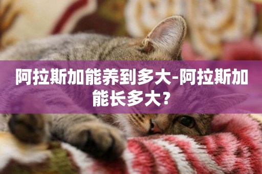阿拉斯加能養到多大-阿拉斯加能長多大？