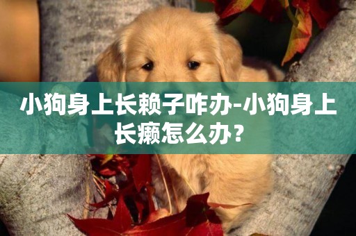 小狗身上長賴子咋辦-小狗身上長癩怎么辦？