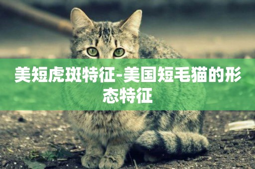 美短虎斑特征-美國短毛貓的形態特征