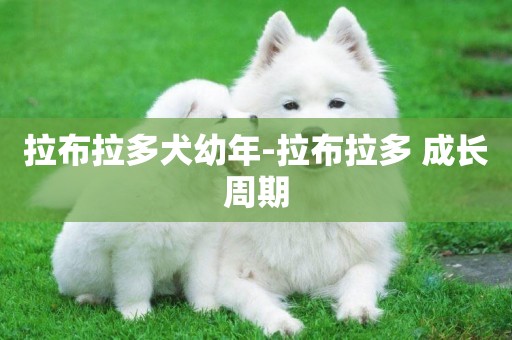 拉布拉多犬幼年-拉布拉多 成長周期