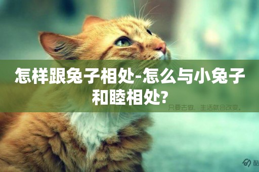 怎樣跟兔子相處-怎么與小兔子和睦相處?