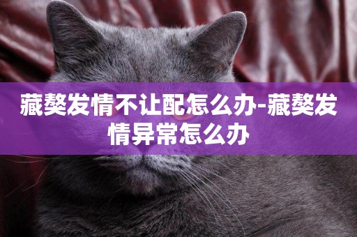 藏獒發情不讓配怎么辦-藏獒發情異常怎么辦