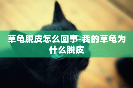 草龜脫皮怎么回事-我的草龜為什么脫皮