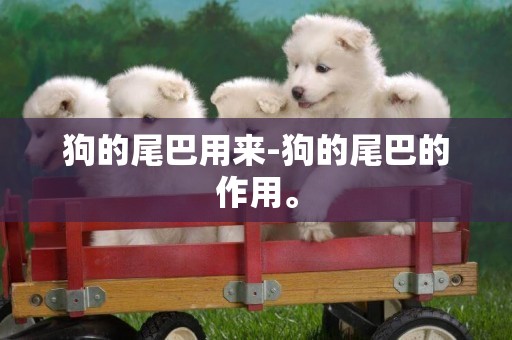 狗的尾巴用來-狗的尾巴的作用。