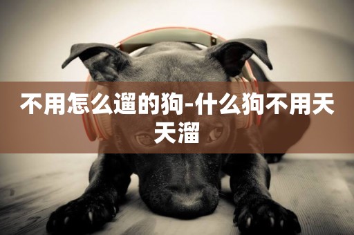 不用怎么遛的狗-什么狗不用天天溜