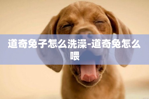 道奇兔子怎么洗澡-道奇兔怎么喂