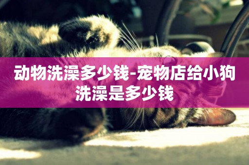動物洗澡多少錢-寵物店給小狗洗澡是多少錢