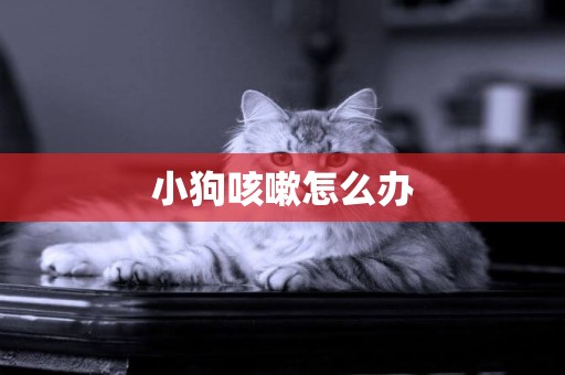 小狗咳嗽怎么辦