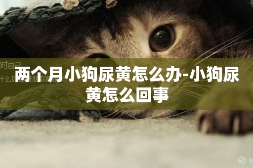 兩個月小狗尿黃怎么辦-小狗尿黃怎么回事