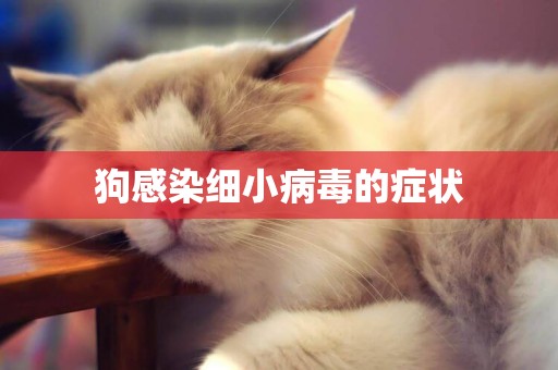 狗感染細小病毒的癥狀