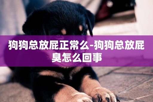 狗狗總放屁正常么-狗狗總放屁臭怎么回事