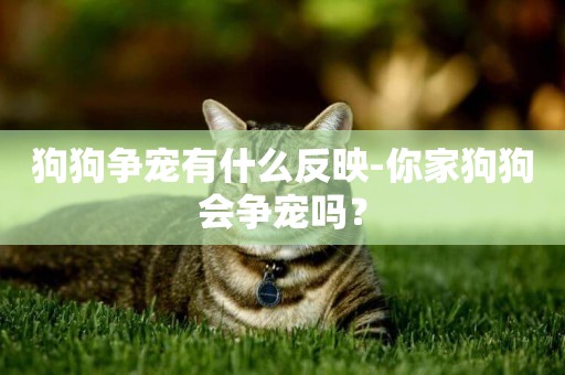 狗狗爭寵有什么反映-你家狗狗會爭寵嗎？