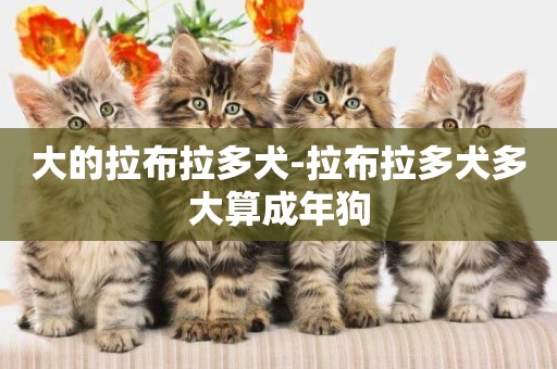 大的拉布拉多犬-拉布拉多犬多大算成年狗