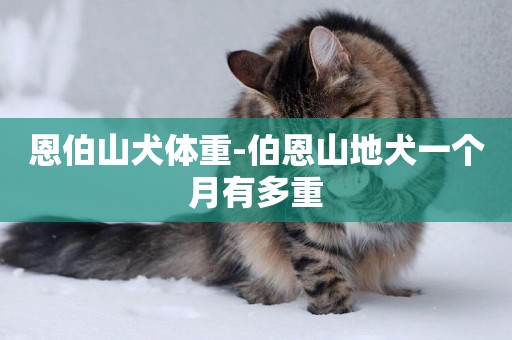 恩伯山犬體重-伯恩山地犬一個月有多重