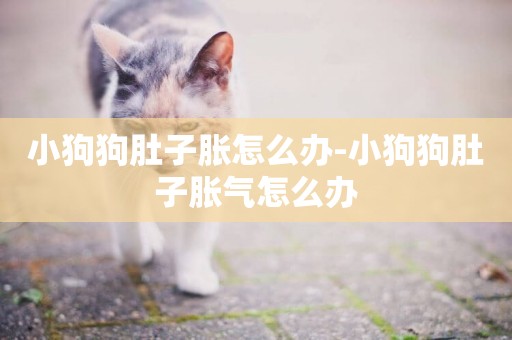 小狗狗肚子脹怎么辦-小狗狗肚子脹氣怎么辦
