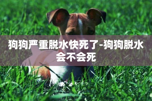 狗狗嚴重脫水快死了-狗狗脫水會不會死