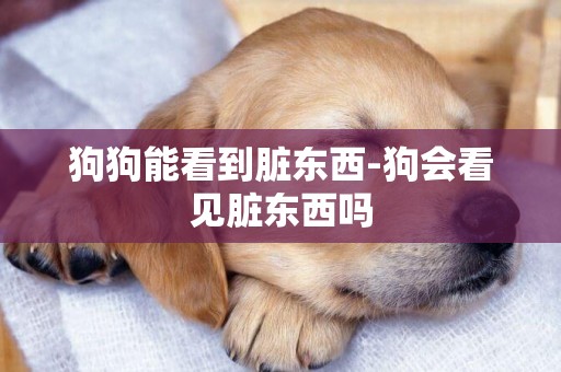 狗狗能看到臟東西-狗會看見臟東西嗎