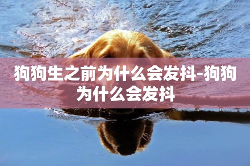 狗狗生之前為什么會發抖-狗狗為什么會發抖