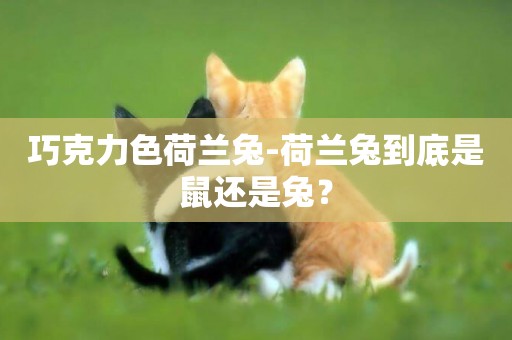 巧克力色荷蘭兔-荷蘭兔到底是鼠還是兔？