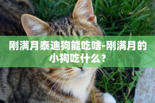 剛滿月泰迪狗能吃啥-剛滿月的小狗吃什么？