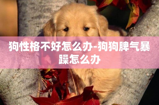 狗性格不好怎么辦-狗狗脾氣暴躁怎么辦