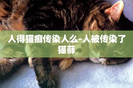 人得貓癬傳染人么-人被傳染了貓蘚