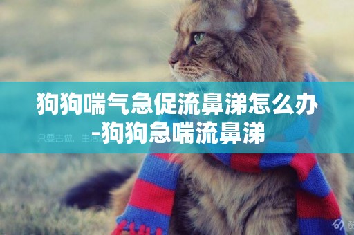 狗狗喘氣急促流鼻涕怎么辦-狗狗急喘流鼻涕
