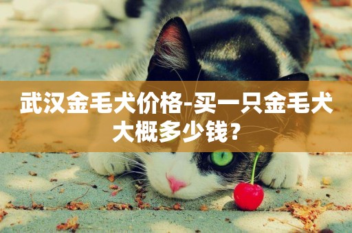 武漢金毛犬價格-買一只金毛犬大概多少錢？