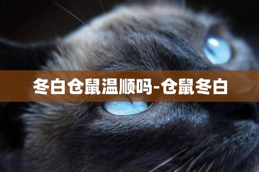 冬白倉鼠溫順嗎-倉鼠冬白