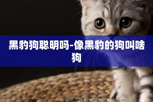 黑豹狗聰明嗎-像黑豹的狗叫啥狗