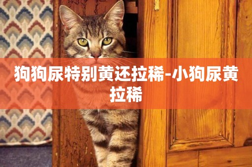 狗狗尿特別黃還拉稀-小狗尿黃拉稀