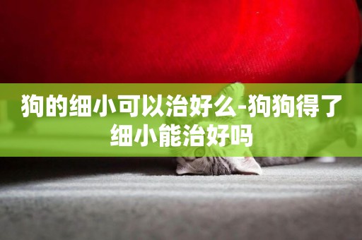 狗的細小可以治好么-狗狗得了細小能治好嗎