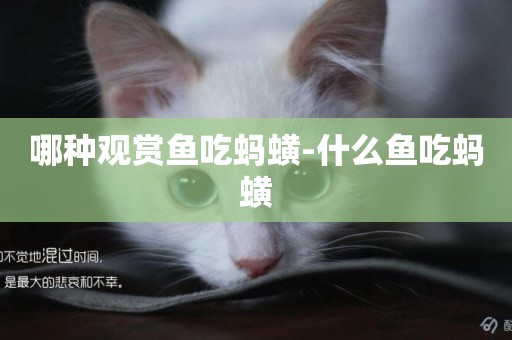 哪種觀賞魚吃螞蟥-什么魚吃螞蟥