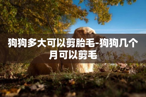 狗狗多大可以剪胎毛-狗狗幾個月可以剪毛