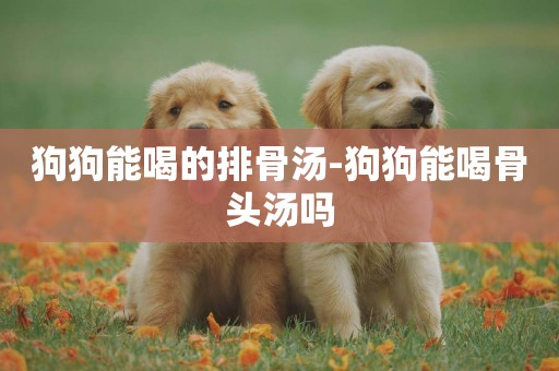 狗狗能喝的排骨湯-狗狗能喝骨頭湯嗎