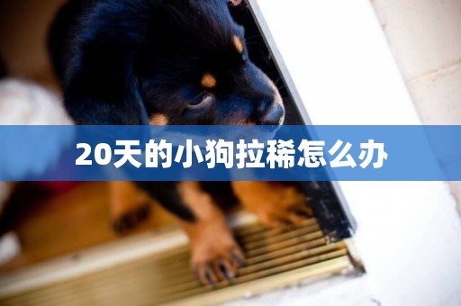 20天的小狗拉稀怎么辦