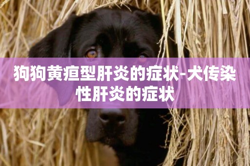 狗狗黃疸型肝炎的癥狀-犬傳染性肝炎的癥狀