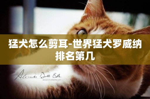 猛犬怎么剪耳-世界猛犬羅威納排名第幾