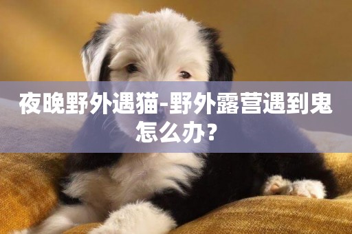 夜晚野外遇貓-野外露營遇到鬼怎么辦？