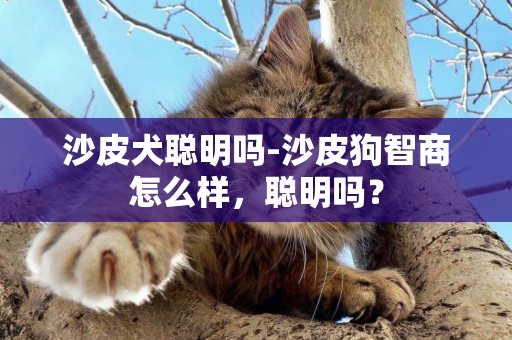 沙皮犬聰明嗎-沙皮狗智商怎么樣，聰明嗎？
