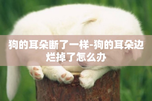 狗的耳朵斷了一樣-狗的耳朵邊爛掉了怎么辦