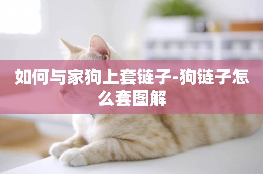 如何與家狗上套鏈子-狗鏈子怎么套圖解